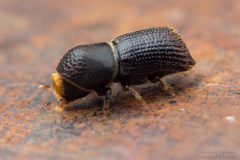 Hylocurus langstoni