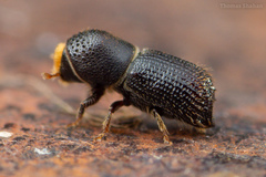 Hylocurus langstoni