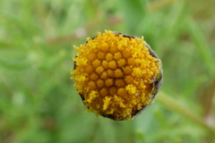 Hymenoxys anthemoides
