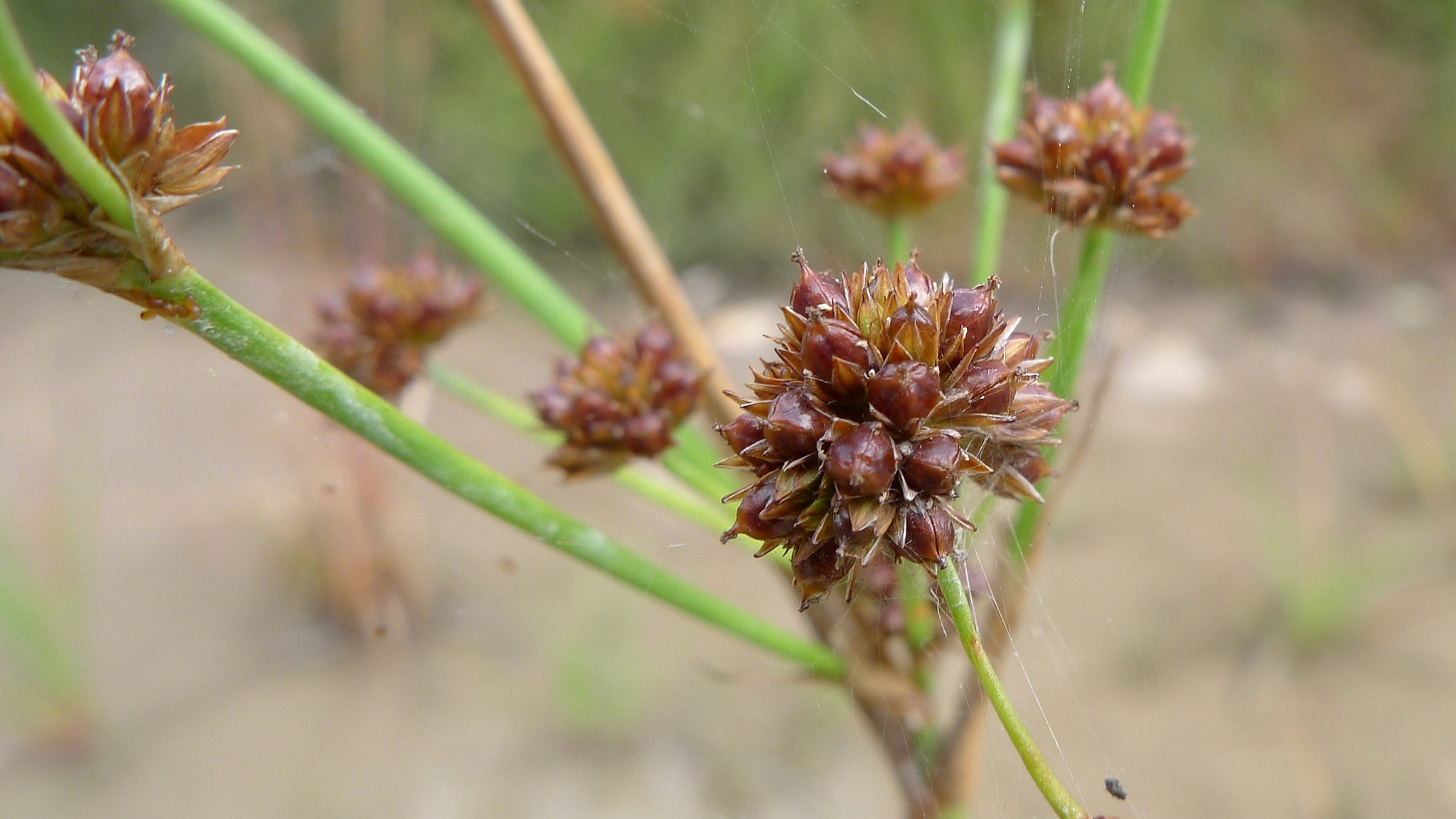 Juncus planifolius