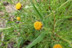 Hymenoxys anthemoides