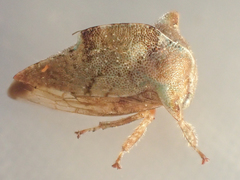 Telamonanthe