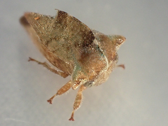 Telamonanthe