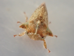 Telamonanthe