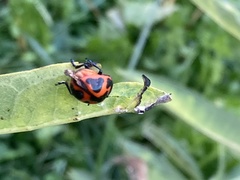 Labidomera clivicollis