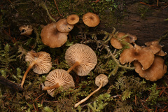 Chrysomphalina chrysophylla