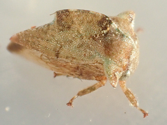 Telamonanthe