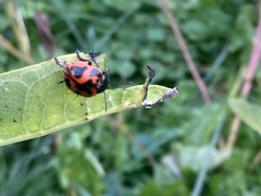 Labidomera clivicollis