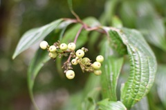 Cornus excelsa