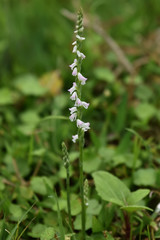 Spiranthes sinensis