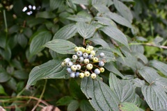 Cornus excelsa