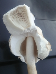 Chlorophyllum