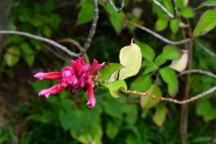 Salvia wagneriana