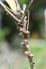 Platycotis tuberculata