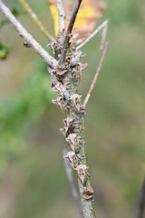 Platycotis tuberculata