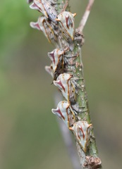Platycotis tuberculata