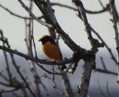 Euphonia trinitatis