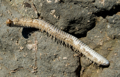 Pachyiulinae