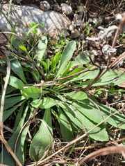 Penstemon cobaea