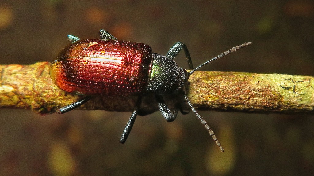Strongylium interpunctatum