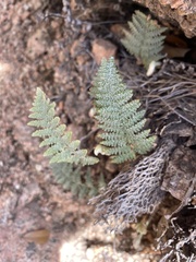 Myriopteris lindheimeri
