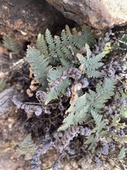 Myriopteris lindheimeri