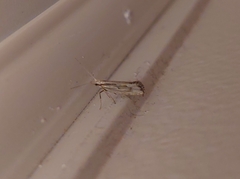 Plutella porrectella