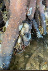 Crassostrea rhizophorae