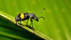 Lystronychus equestris