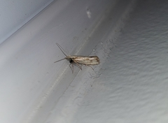 Plutella porrectella