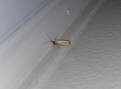 Plutella porrectella