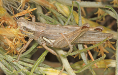 Melanoplus cinereus