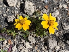 Bidens anthemoides
