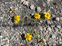 Bidens anthemoides