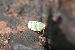 Eurybrachys