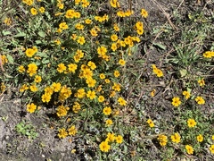 Bidens anthemoides
