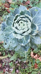 Brassica oleracea gemmifera
