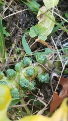 Brassica oleracea gemmifera