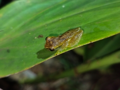 Dendropsophus cruzi