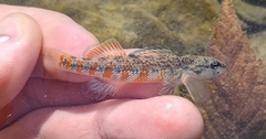 Etheostoma lawrencei
