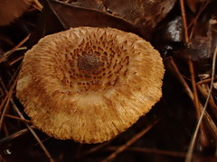 Inocybe flocculosa