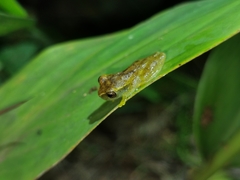 Dendropsophus cruzi