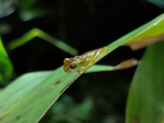Dendropsophus cruzi