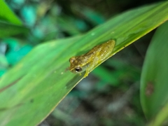 Dendropsophus cruzi