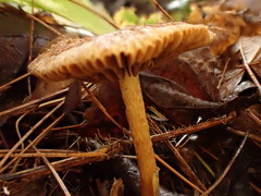 Inocybe flocculosa