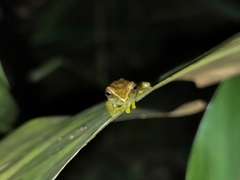 Dendropsophus cruzi