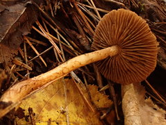 Inocybe flocculosa