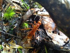 Sphictostethus nitidus