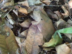 Posttaygetis penelea