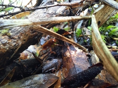 Sphictostethus nitidus